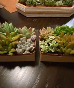 Succulents Plants Live (20PK) Potted Succulent Plants Live House Plants, Cactus Plants Live Plants Indoor Plants Live Houseplants, Indoor Plant Succulents Live Plant House Plant by Plants for Pets 20-PACK 65 71Zk7OIjB9L