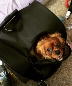 Pet Gear I-GO2 Roller Backpack, Travel Carrier, Car Seat for Cats/Dogs, Mesh Ventilation, Included Tether, Telescoping Handle, Storage Pouch 22.0"L x 13.5"W x 16.0"H 46 71ZkUx0HjyL