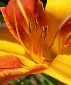 OM SYSTEM OLYMPUS M.Zuiko Digital ED 30mm F3.5 Macro For Micro Four Thirds System Camera, Compact Macro lens, 1.25x Image Maginification, Fast AF, Beautiful Bokeh Base 41 71Zm BCF1L