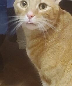 Purina ONE Natural Cat Food for Hairball Control, +PLUS Hairball Formula - 16 lb. Bag Chicken 16.00 Pound (Pack of 1) 37 71ZoqXnkzrL