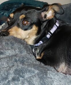 GREENIES PILL POCKETS for Dogs Tablet Size Natural Soft Dog Treats, Chicken Flavor, 3.2 oz. Pack (30 Treats) 3.2 Ounce (Pack of 1) 45 71Zr9ddu0VL