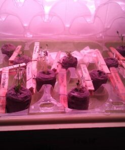 (12) Variety Pack Herb Garden Seeds | Basil, Cilantro, Parsley & More | ~4,000 Non GMO Heirloom Seeds | Survival Food for Survival Kits Gardening Gifts & Emergency Supplies by Open Seed Vault Herb Kit 12 pack 32 71ZrBUOgUZL 1