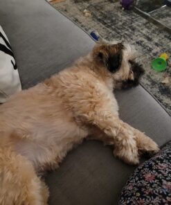 PURINA Busy Made in USA Facilities Small/Medium Dog Bones, Original - 10 ct. Pouch 10 Count (Pack of 1) 30 71ZtI3GisQL