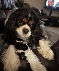 Alternative view of SPOT Mini Skinneeez | Stuffless Dog Toy with Squeaker For All Dogs | Tug-Of-War Toy For Small and Large Breeds | 14" | Skunk Design | By Ethical Pet