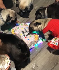 K9Cakery Silicone Cake Pan, 10-Inch by 13-Inch 33 71ZwW6IhVjL