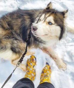 Sloggers Waterproof Garden Rain Boots for Women - Cute Mid-Calf Mud & Muck Boots with Premium Comfort Support Insole 6 Chickens Daffodil Yellow 16 71Zwb8gpQvL