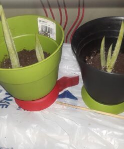 Espoma Organic Cactus Potting Soil Mix, Natural & Organic Soil for Cactus, Succulent, Palm, and Citrus grown in containers both indoors and outdoors, 4 qt, Pack of 1 4 Quart 39 71a gK9Ci9L