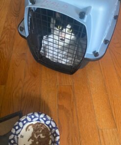 Petmate Two-Door Small Dog Kennel & Cat Kennel, Top Loading or Front Loading Pet Carrier, Made with Recycled Materials, 24 inches in Length For Pets up to 15 Pounds, Made in USA 24.1"L x 16.8"W x 14.5"H BLUE 19 71a2PSe4jxL