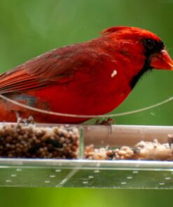 Large Clear Window Bird Feeder - Extended House with Strong Suction Cups - Steel Perch Sliding Feed Seed Tray - See Through Transparent Big Birdhouse - Wild Finch, Cardinal, Blue Jay - Cool Cat Gift 74 71a5DgV4wNL