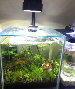 Marina CUBUS Glass Betta Kit – Elegant Glass Aquarium for Homes or Offices 35 71a8RDwMZRL