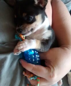 Petstages Mini Dental Chew Starter Pack for Puppies - 3 Pack Mini Chew 3 Pk 37 71aA4t4 djL