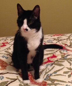 Nutramax Proviable Digestive Health Supplement Multi-Strain Probiotics and Prebiotics for Cats and Dogs - with 7 Strains of Bacteria, 80 Capsules 80 Count 33 71aAGTBFHzL