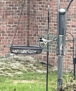 Kaytee Wild Bird Food Nut & Fruit Seed Blend For Cardinals, Chickadees, Nuthatches, Woodpeckers and Other Colorful Songbirds, 5 Pounds 5 Pound (Pack of 1) 31 71aE0Vx79hL