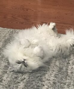 Royal Canin Persian Breed Adult Dry Cat Food, 7 lb bag 7 Pound (Pack of 1) 45 71aFnrOHuvL