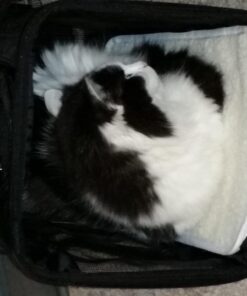 Amazon Basics Soft-Sided Mesh Pet Travel Carrier for Dog, Cat, Medium, 16.5"L x 9.4"W x 9.8"H, Black Without Wheels 54 71aH43orrL