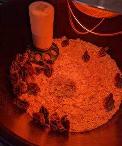 IncuView™ 3 Pro All-in-One Automatic Egg Incubator w Built-in Egg Turner, Incubator Warehouse, Countdown Hatch Timer, Auto-Off Egg Turner, Universal Egg Turner, Quail - Goose, 2022 33 71aJ96ViICL