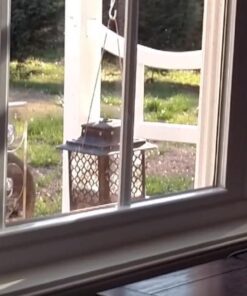 Large Clear Window Bird Feeder - Extended House with Strong Suction Cups - Steel Perch Sliding Feed Seed Tray - See Through Transparent Big Birdhouse - Wild Finch, Cardinal, Blue Jay - Cool Cat Gift 97 71aL9ck5FdL