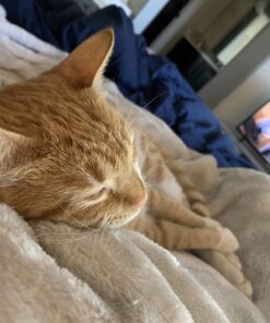 Wellness Kittles Crunchy Natural Grain Free Cat Treats, Salmon & Cranberry, 2-Ounce Bag 2 Ounce (Pack of 1) 41 71aLluJGIDL 1