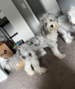 AIRROBO Dog Hair Vacuum & Dog Grooming Kit, 12000Pa Strong Pet Grooming Vacuum, 2L Large Capacity Dog Vacuum for Shedding Grooming Hair, Quiet, 5 Pet Grooming Tools, PG100 52 71aNwfrB4oL