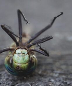 Oshiro 60mm f/2.8 2:1 LD UNC Manual Ultra-Macro Lens Compatible with Sony E-Mount a9, a7r, a7s, a7, a6600, a6500, a6400, a6300, a6000, a5100, a5000, a3500, a3000 Mirrorless Cameras (EOS-E) 60 71aP8XysJCL