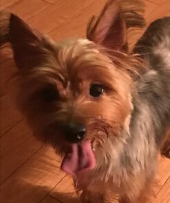 Best Bully Sticks 12 Inch All-Natural Odor Free Bully Sticks for Dogs - 12” Fully Digestible, 100% Grass-Fed Beef, Grain and Rawhide Free | 12 Pack 12" (12 Pack) 34 71aQ8tuIBGL