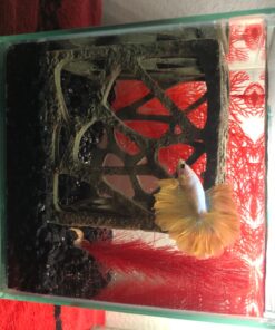 Marina CUBUS Glass Betta Kit – Elegant Glass Aquarium for Homes or Offices 47 71aQc1kqVJL