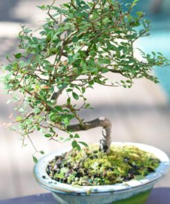 Brussel's Live Chinese Elm Outdoor Bonsai Tree - 5 Years Old; 6" to 8" Tall with Decorative Container Small CERAMIC POT 60 71aQzdz2uDL
