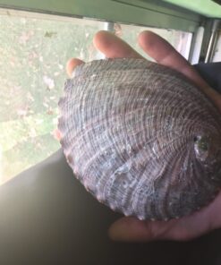 Vrinda ®Abalone Shell and 6'' Wooden Tripod Stand 36 71aSarpRFYL