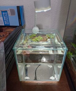 Marina CUBUS Glass Betta Kit – Elegant Glass Aquarium for Homes or Offices 37 71aSkm9sMqL