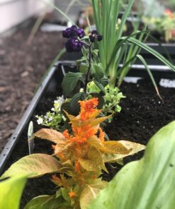 Greenes Fence Antique Iron Powder-Coated Metal Raised Garden Bed Planter 24" W x 48" L 10" High 27 71aVb3ZA3TL