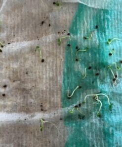 Seed Needs, Edible Wildflower Seed Packet Collection (7 Varieties of Flower Seed for Planting) Non-GMO & Untreated - Includes Viola, Pansies, Chives, Borage, Calendula, Nasturtium and Bee Balm 33 71aWvQqJL