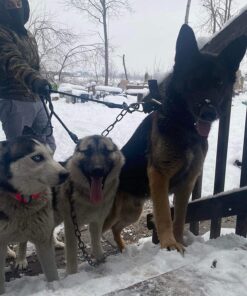 Heavy Duty 3 Dog Leash No Tangle Multiple Dog Leash Triple Dog Leash(30-200 Lbs) Double Dog Leash for 2 Dogs,360°Swivel 3 Way Dog Leash Interchangeable Two Dog Leash with Hand-Protected Handle L / For 20LBs - 150LBs Dogs Black 37 71aXoMXasCL