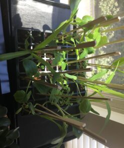 Burpee Self-Watering Seed Starter Tray, 72 Cells 72 Cell Self-Watering Starter 37 71aYERw09XL