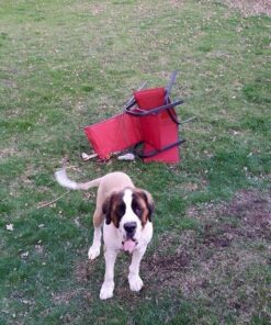 Prestige Super-Beast Dog Tie-Out, 30-Feet 7 71abOvW8kEL