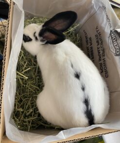 Oxbow Animal Health Western Timothy Hay - All Natural Hay for Rabbits, Guinea Pigs, Chinchillas, Hamsters & Gerbils-Veterinarian Recommended- Digestive & Dental Health- Grown in the USA- 9lb. 9 Pound (Pack of 1) 33 71aeB6NnWLL