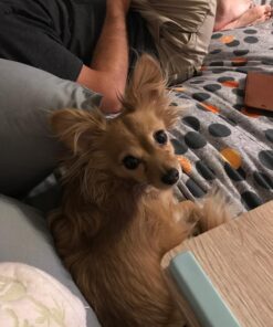 QIAYA Selfie Light Ring Lights LED Circle Light Cell Phone Laptop Camera Photography Video Lighting Clip On Rechargeable 52 71afih1inYL