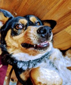 GREENIES Original Regular Natural Dog Dental Care Chews Oral Health Dog Treats, 36 count (Pack of 1) Chicken 36 Count (Pack of 1) 53 71agATeX76L