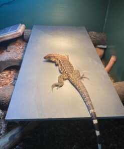 Humidity Controller IHC200 Inkbird Humidistat Mushroom Greenhouse Pre Wired Outlet Dual Stage Humidifier Dehumidifier. 42 71agRMgE4WL