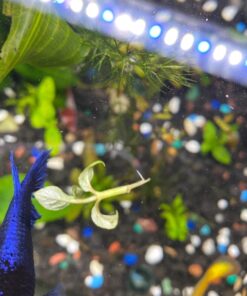 Staurogyne Repens Tissue Cultured - Foreground Aquarium Plant 55 71ahCVneFPL