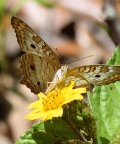 NIKON AF-S DX NIKKOR 55-200mm f/4-5.6G ED VR II Lens - White Box (New) Base 31 71ai1h1KmJL