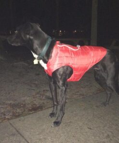 Kurgo Loft Dog Jacket, Reversible Dog Coat, Wear with Harness or Sweater, Water Resistant, Reflective, Winter Coat For Medium Dogs (Chili Red, M) Chili Red/Charcoal 42 71aj8 5 ZjL 1