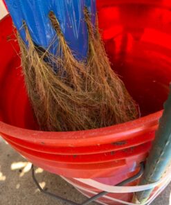 General Hydroponics MaxiGro Plant Food For Vigorous Growth, 2.2 lb 42 71ajy AQMNL