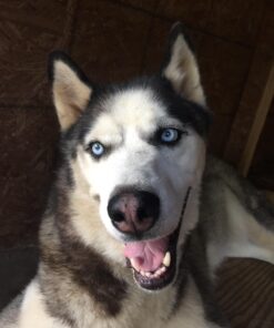 Purina DentaLife Made in USA Facilities Large Dog Dental Chews, Daily - (4) 18 ct. Pouches 18 Count (Pack of 1) 40 71ak2n7AEOL