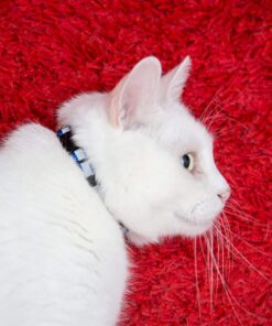 Upgraded Version - Reflective Cat Collar with Bell, Set of 6, Solid & Safe Collars for Cats, Nylon, Mixed Colors, Pet Collar, Breakaway Cat Collar Charms, Free Replacement 28 71ak9XkYUUL 1