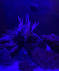 Seachem Cupramine Copper 250ml 1 11 71akXABoRGL