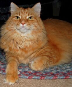 Purina Cat Chow Naturals With Added Vitamins, Minerals and Nutrients Dry Cat Food, Naturals Original - 13 lb. Bag Chicken & Salmon 13.00 Pound (Pack of 1) 45 71alfYAkOTL