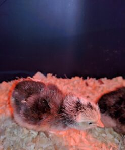 IncuView™ 3 Pro All-in-One Automatic Egg Incubator w Built-in Egg Turner, Incubator Warehouse, Countdown Hatch Timer, Auto-Off Egg Turner, Universal Egg Turner, Quail - Goose, 2022 47 71atZ9XnSqL