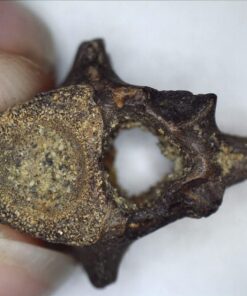 Celestron - 5 MP Digital Microscope Pro - Handheld USB Microscope Compatible with Windows PC and Mac - 20x-200x Magnification - Perfect for Stamp Collecting, Coin Collecting Handheld Digital Microscope Pro 90 71atq8zq3EL