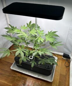 Indoor Garden Hydroponics Growing System, DUESI Upgrade 12 Pods Plant Germination Herb Kit with LED Grow Light, Hydrophonic Planter Grower Harvest Vegetable Lettuce for Hydroponic Gardeners (12 Pods) 53 71auLz56OLL