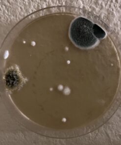 Mold Armor Do It Yourself Mold Test Kit 37 71av6AkCxiL